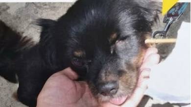 Cão desaparecido em Câmara de Lobos