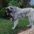 Cão desaparecido em Gaula