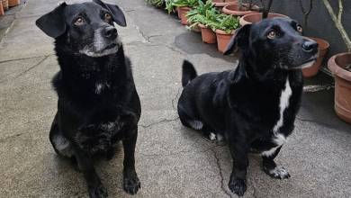 Três cães desaparecidos no Funchal