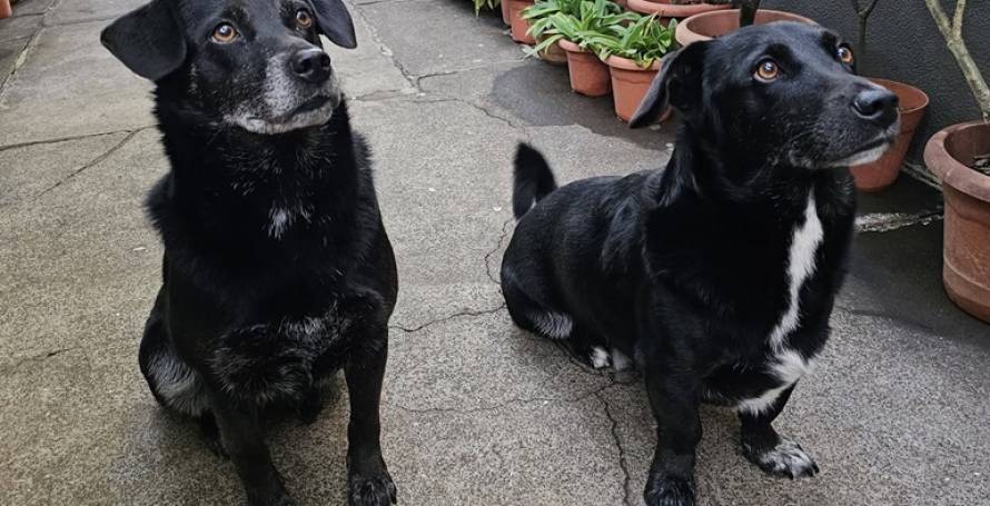 Três cães desaparecidos no Funchal
