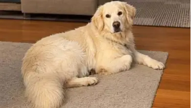 Cão desaparecido na zona da Cancela