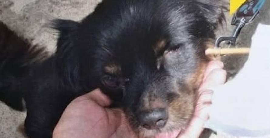 Cão desaparecido em Câmara de Lobos