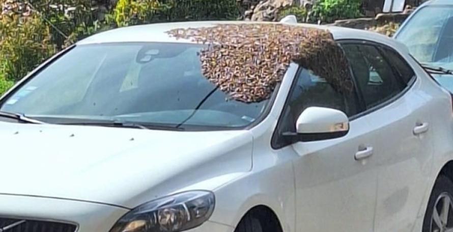 Enxame de abelhas invade carro (Com vídeo)