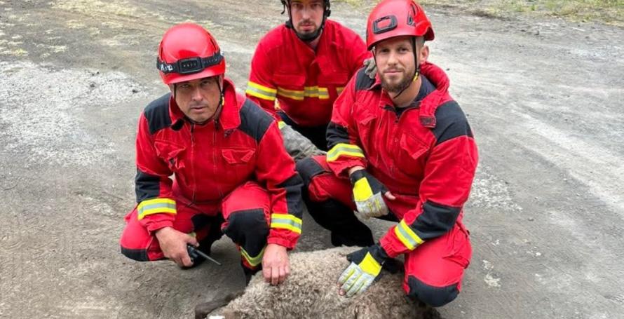 Carneiro ferido numa ribeira resgatado pelos bombeiros