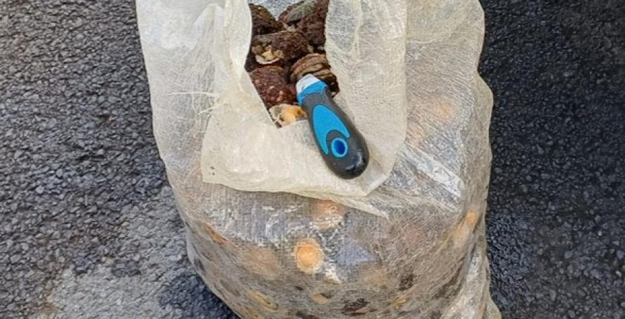 Apanhado e multado homem com 16 quilos de lapas frescas