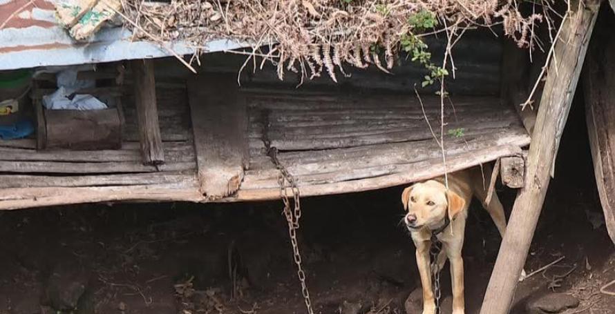 Cão encontrado acorrentado num sítio isolado e sem comida