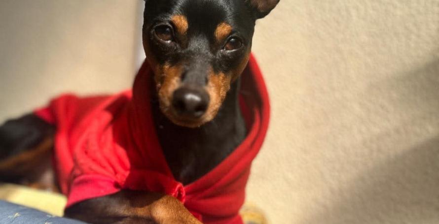 Cão desaparecido em Santo António
