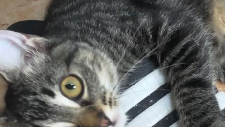 Gata desaparecida no Funchal