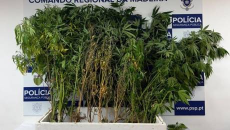 Apreendidas 31 plantas de canábis após alerta para violência doméstica