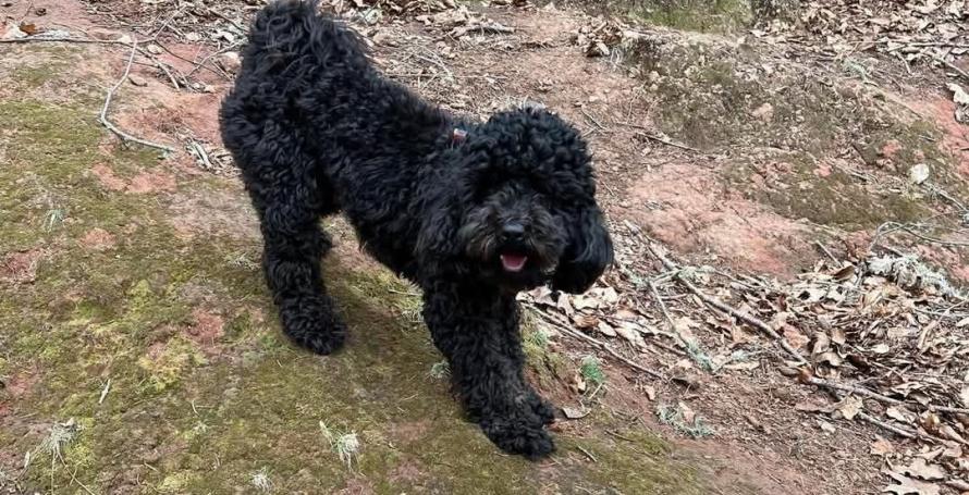 Cão desaparecido no Estreito de Câmara de Lobos