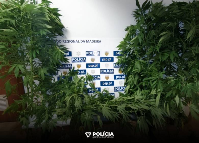 PSP detém homem com mais de 1500 doses de cannabis no Funchal