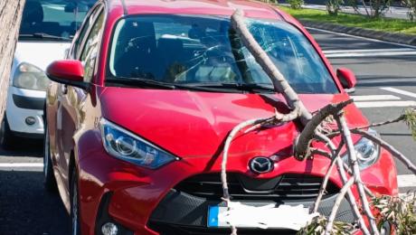 Carro atingido por galho no Funchal