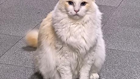 Gato desaparecido no Caniço