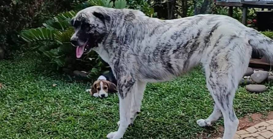 Cão desaparecido em Gaula