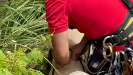 Cão cai num poço e é resgatado pelos bombeiros