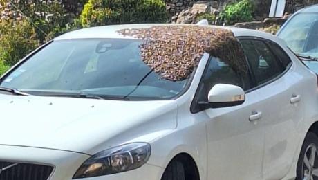 Enxame de abelhas invade carro (Com vídeo)