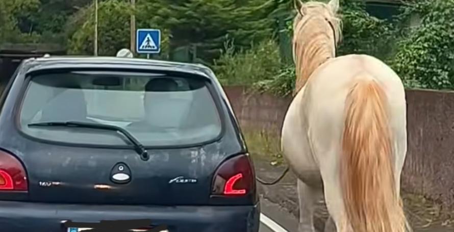 Cavalo levado com trela presa a carro