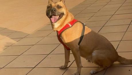 Cadela desaparecida há três dias no Jardim da Serra