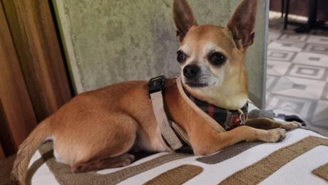 Cão desaparecido no Funchal