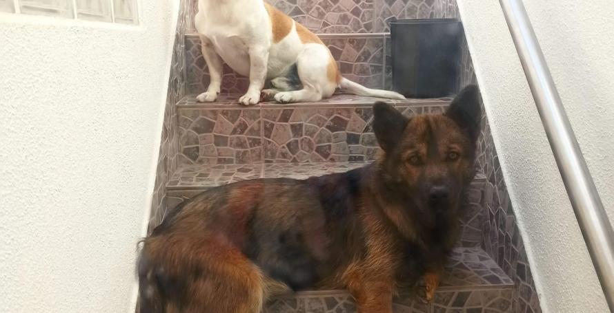 Dois cães desaparecidos desde sexta feira na zona do Livramento