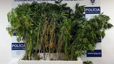 Apreendidas 31 plantas de canábis após alerta para violência doméstica