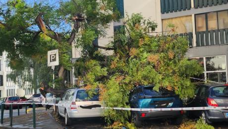 Dois carros atingidos por galhos