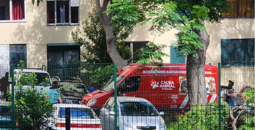 Grande galho cai e atinge dois carros