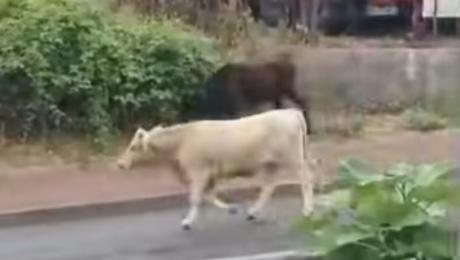 Vacas de novo à solta na estrada
