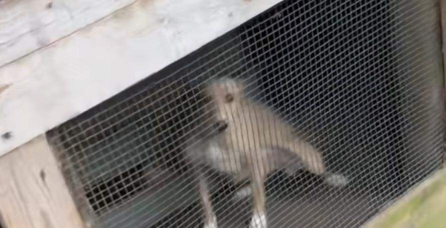Encontrada cadela fechada dentro de jaula, sem água nem comida e num sítio isolado