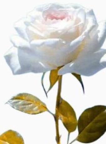 Maria Gonçalves das Fontes Leça