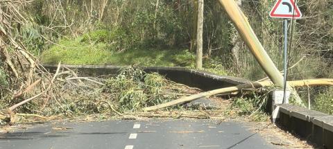 Queda de árvore condiciona estrada