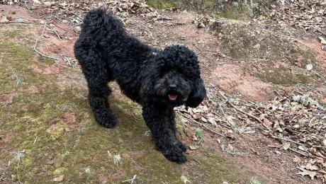 Cão desaparecido no Estreito de Câmara de Lobos