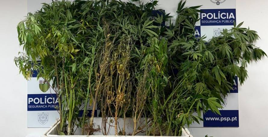 Apreendidas 31 plantas de canábis após alerta para violência doméstica