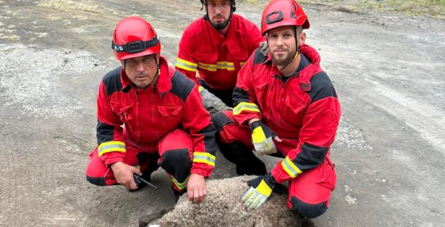 Carneiro ferido numa ribeira resgatado pelos bombeiros