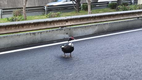 Pato na via rápida provoca congestionamento no trânsito