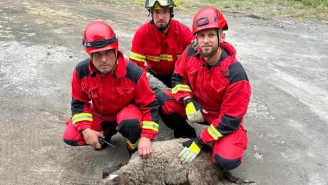 Carneiro ferido numa ribeira resgatado pelos bombeiros