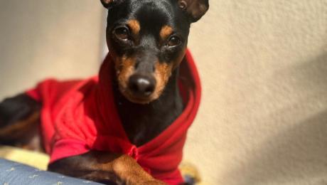 Cão desaparecido em Santo António