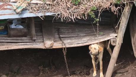 Cão encontrado acorrentado num sítio isolado e sem comida
