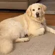 Cão desaparecido na zona da Cancela