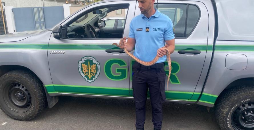 Cobra encontrada numa habitação no Caniço; homem identificado pela GNR