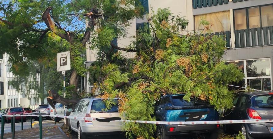 Dois carros atingidos por galhos