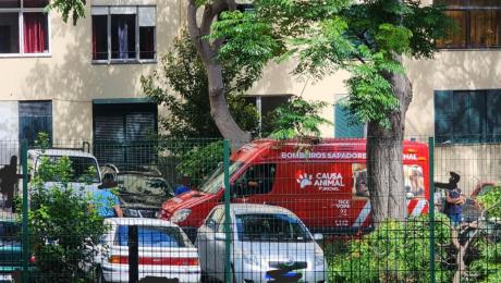Grande galho cai e atinge dois carros