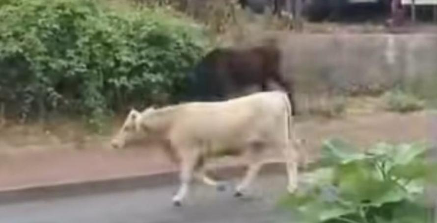 Vacas de novo à solta na estrada