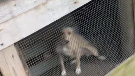 Encontrada cadela fechada dentro de jaula, sem água nem comida e num sítio isolado