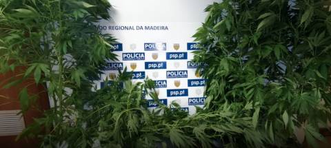 PSP detém homem com mais de 1500 doses de cannabis no Funchal