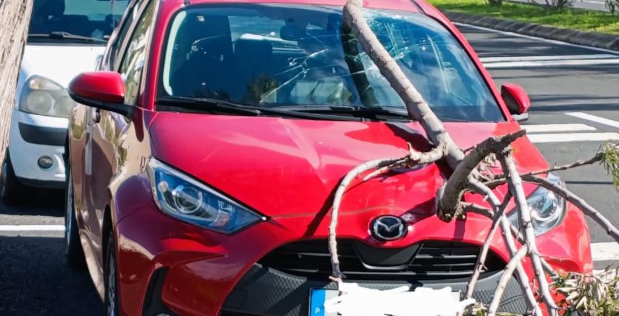 Carro atingido por galho no Funchal