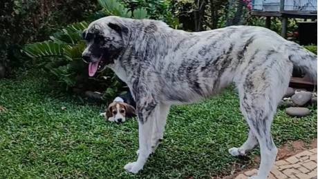 Cão desaparecido em Gaula
