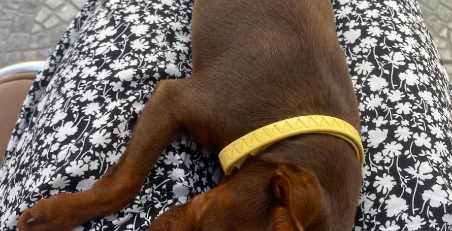 Cão perdido no Campanário