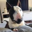 Cão desaparecido no Campanário