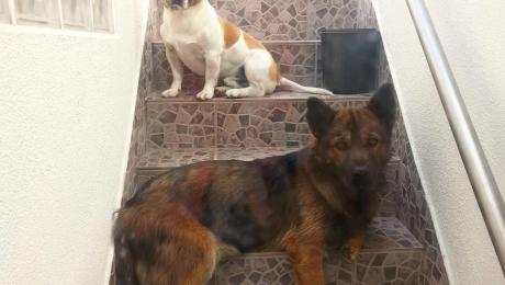 Dois cães desaparecidos desde sexta feira na zona do Livramento